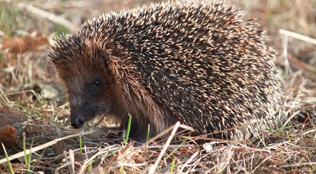 Hedgehog