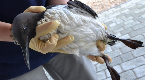 Contaminated birds on the south coast