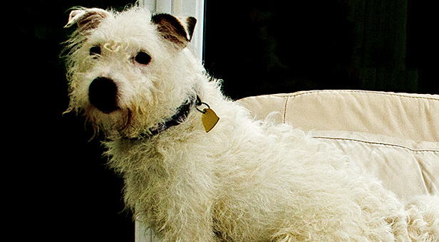 Can you give Blue a loving home?