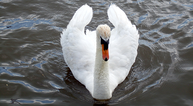 Dorset Swan
