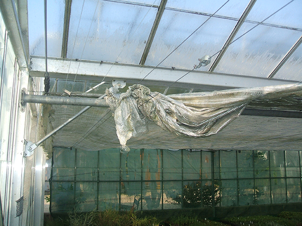 Greenhouse shading screens at Cherry Tree Nursery, twisted and broken