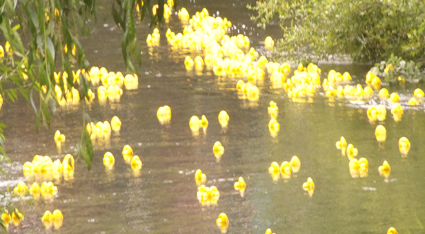 Plastic ducks on the river Allen in Wimborne