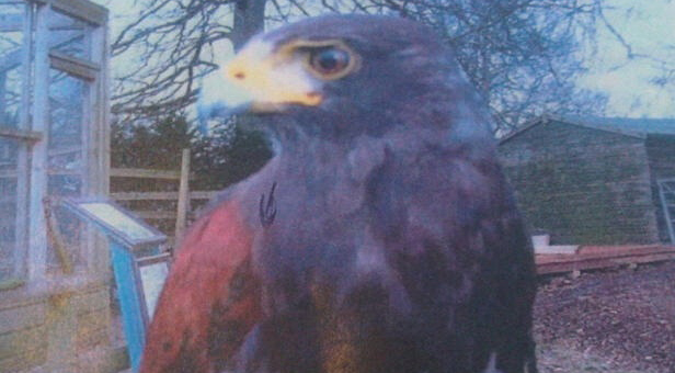 Photo of Prince the Harris Hawk