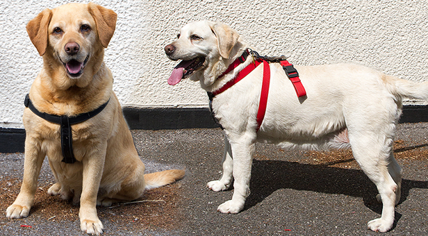 Two 11-year-old labradors