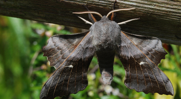 Hawk Moth © Felix Littlechild, age 14 – Winner