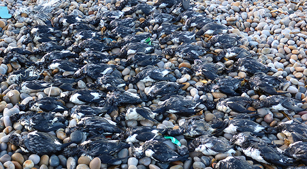 Dead birds found on Chesil Beach © Angela Thomas