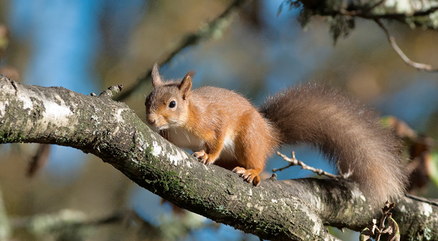 Red Squirrel on Brownsea Island © Stewart Canham