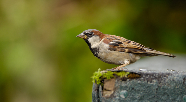 Birds flock for attention at Moors Valley - Dorset View