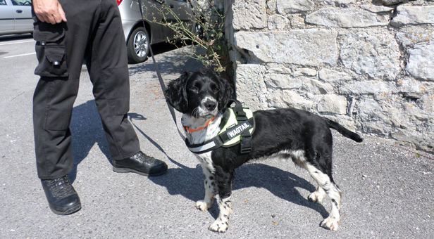 Alfie the sniffer dog