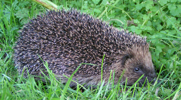 Hedgehog in grass © Richard Burkmar