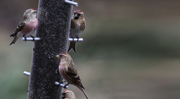 Redpoll birds on a bird feeder © Ken Dolbear, MBE