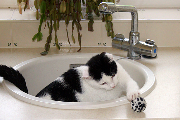 Billy the cat in sink