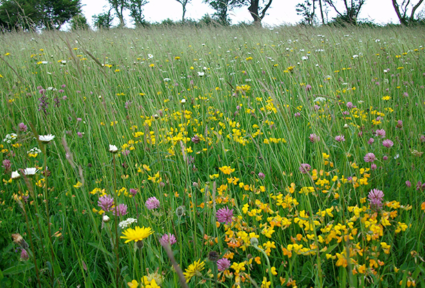 A managed and species-rich grassland SNCI in West Dorset