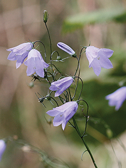 Harebell © Ken Dolbear MBE