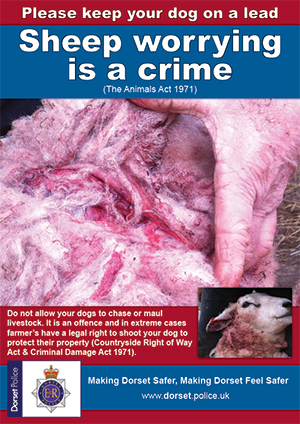 Sheep worrying leaflet