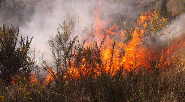 Heathland fire in Ferndown