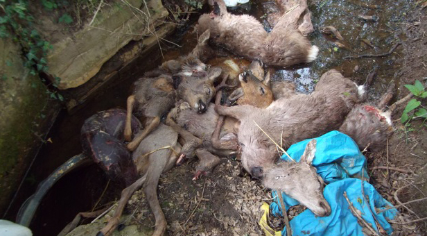 Deer carcasses, found at Randalls Hill near Lytchett Minster