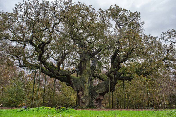 Last year's England Tree of the Year, the Major Oak