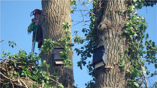 Bat boxes at Wick