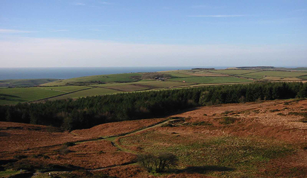 Heathland around Hardy Monument