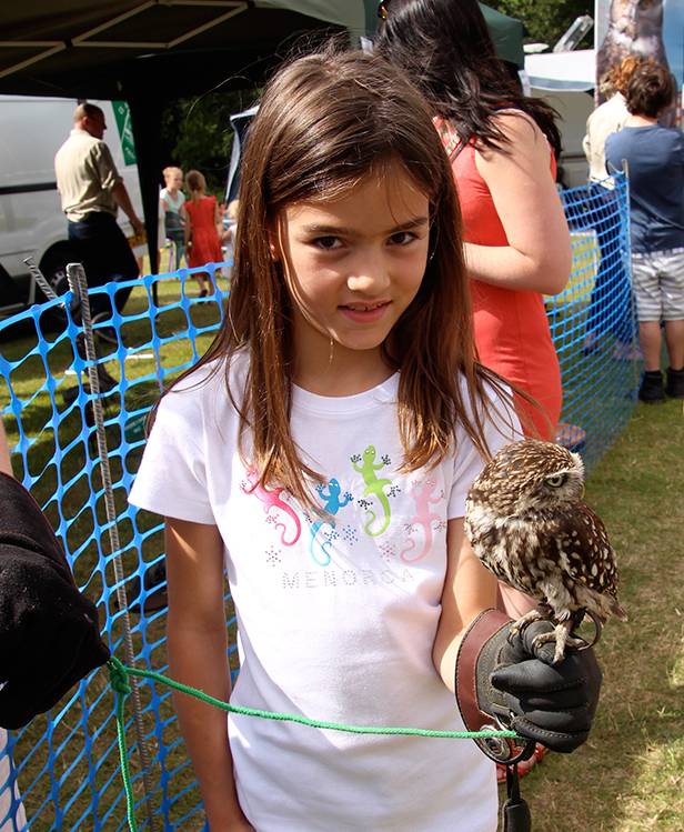 Owl display at Christchurch Cheese & Chilli Festival