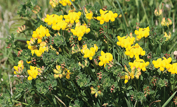 Bird’s-foot trefoil (which provides food for the common blue butterfly)