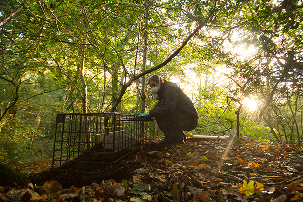 Badger vaccinations in Dorset