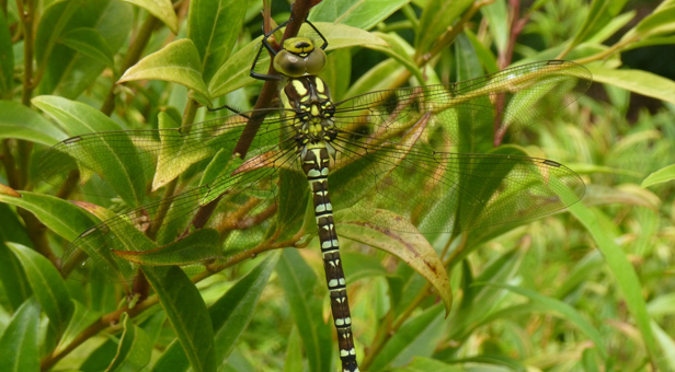Southern Hawker dragonfly – credit K Wilkinson