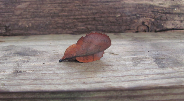 Lappet moth © Mike Cook