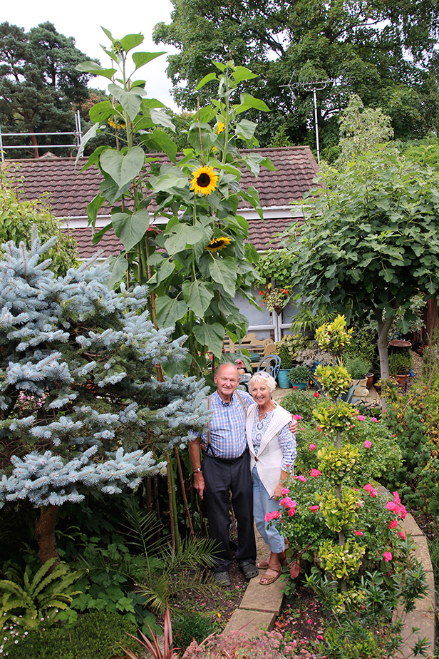 Ferndown in Bloom's Tallest Sunflower 2015