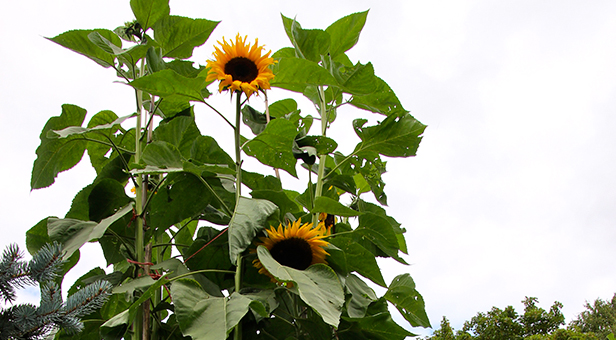 Ferndown tallest sunflower 2015