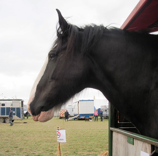 Great Dorset Steam Fayre horse