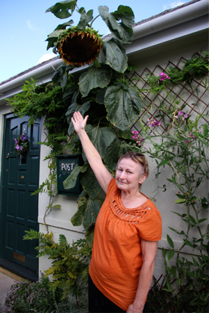  Paula Fleckney's West Moors giant-headed flower