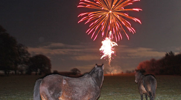 Fireworks-distressing-ponies
