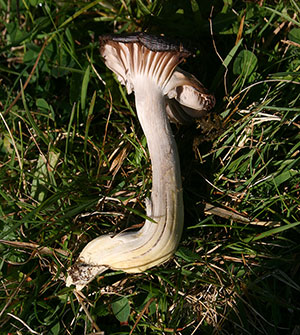 Yellow Foot Waxcap