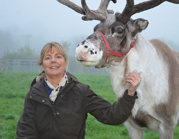 Santa and reindeer at Stewarts Garden Centres