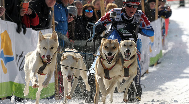 Team GB member Vickie Pullin with huskies, Yukon, Delta, North and Elmer. Meet Vickie and the huskies at Moors Valley Country Park, near Ringwood on 12–13 December – booking essential.