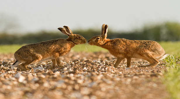 Hares © John Palmer