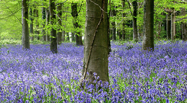 Bluebells in Great Coll Wood, Winterborne Tomson