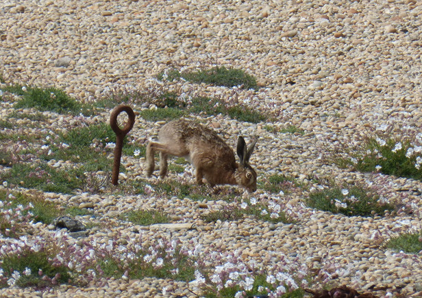 Hare © Angela Thomas