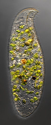  ‘Loxodes rostrum’ - a rare ciliated protozoon, with algae inside © Martin Kreutz