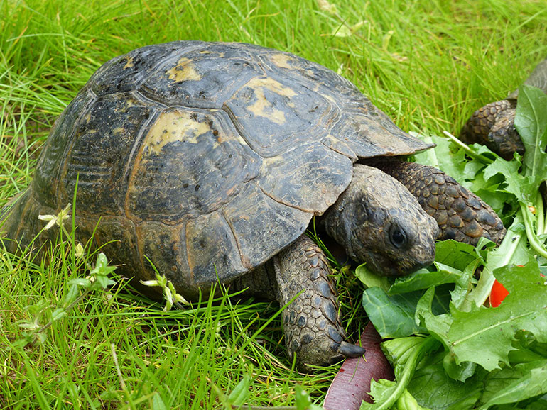 Tortoises at Kingston Lacy ©National Trust / Katharine Bundy