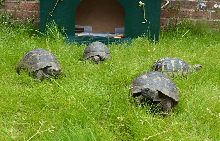 Tortoises settling in at Kingston Lacy