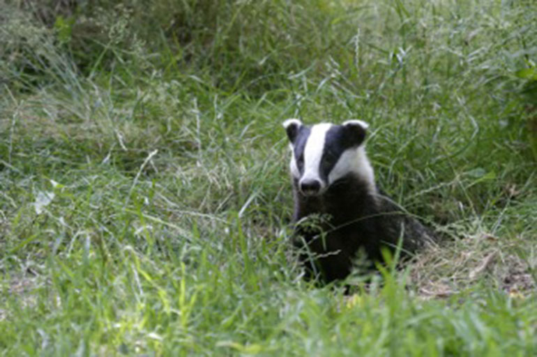 Badger