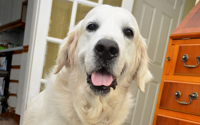 Waggy Tails Rescue golden retriever