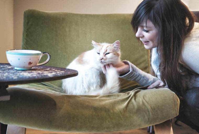First cat cafe in the South to be located in Bournemouth: Jaya and Rooney