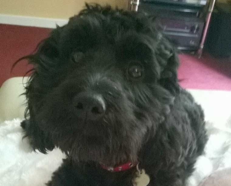 Sophie the missing dog