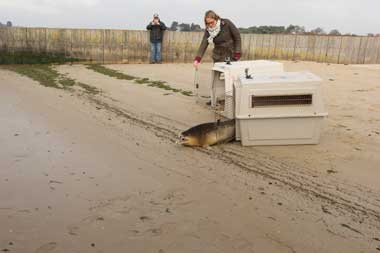 Common seal being released © Julie Hatcher