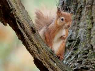 Red Squirrel on Brownsea Island © Stewart Canham