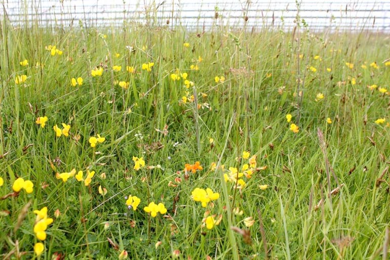 SAVED FOR FUTURE GENERATIONS-Rampisham Down - typical acid grassland flora